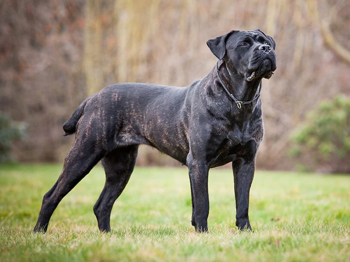 Pişik peyvəndi şəkli